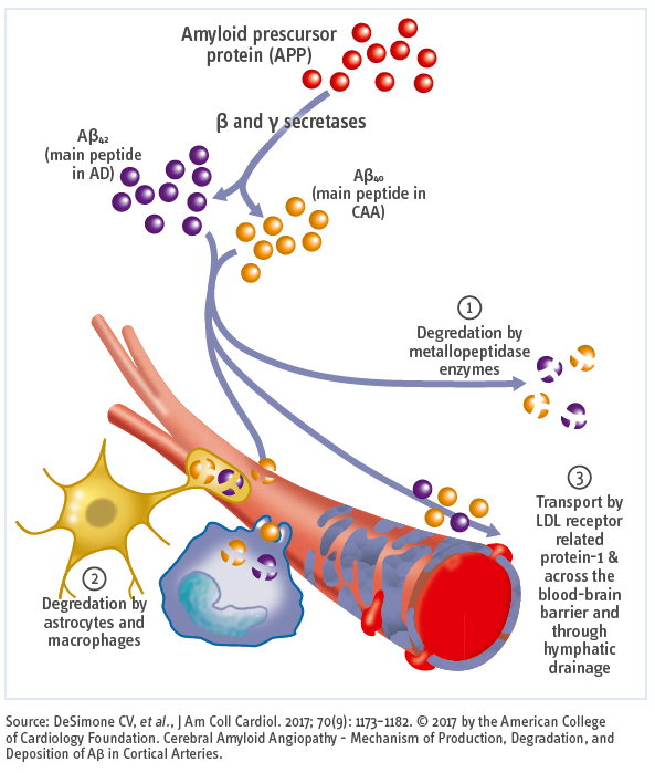 Aβ Deposition And Clearance: A Key Feature Of The Ageing Brain | Fujirebio